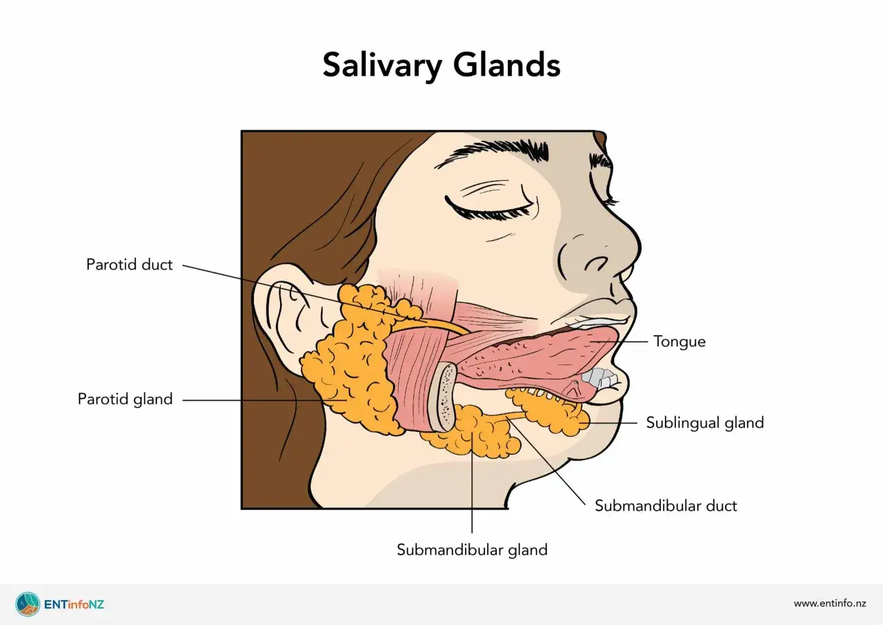 Anatomia ślinianek: przyuszna, podżuchwowa, podjęzykowa. Brak śliny to kserostomia.