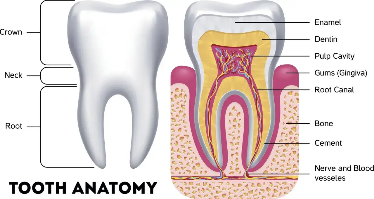 Anatomia zęba: korona, szyjka, korzeń, szkliwo, zębina, miazga, dziąsło, kanał korzeniowy, kość. Zrozumienie budowy pomaga w leczeniu nadwrażliwości zębów.